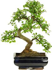 Bonsai baum keramik gebraucht kaufen  Fuchsmühl