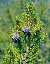 Zirbelkiefer pinus cembra gebraucht kaufen  Tauberbischofsheim