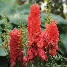 Delphinium red lark for sale  UK