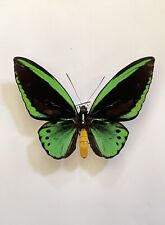 Ornithoptera Priamus Bornemanni A1 Cites Appendix IIB for sale  Shipping to South Africa