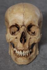 Human skull replica d'occasion  Expédié en Belgium