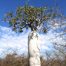 Pachypodium geayi baobab usato  Napoli