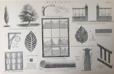 Usado, Impressão antiga gravura geada de argola datada do tempo C1870 árvores folha tronco janela comprar usado  Enviando para Brazil