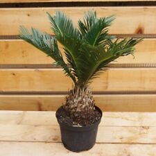sago palm plant for sale  USA