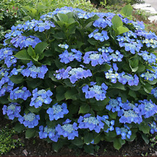 Hydrangea macrophylla blaumeis for sale  KING'S LYNN