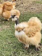 Silkie show girls for sale  SPALDING