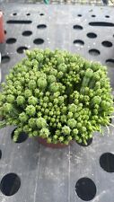 Euphorbia monstrose cactus for sale  Jurupa Valley