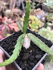 Euphorbia stellata caudex d'occasion  Le Cannet