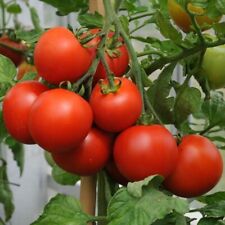 Gardener delight tomato for sale  AYLESBURY
