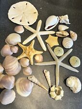 Exotic sea shell for sale  NOTTINGHAM