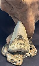 Megalodon fossil giant for sale  Shipping to Ireland