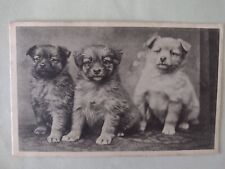 Dog postcard cute for sale  POTTERS BAR