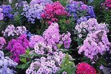 Mixed color phlox for sale  Russell