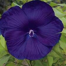 Dinnerplate hibiscus perennial for sale  Russell