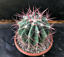 FEROCACTUS STAINESII V. PRINGLEI CACTUS PIANTE GRASSE AGAVE 7038 for sale  Shipping to South Africa