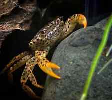 fiddler crab for sale  Ruskin