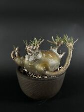 Pachypodium gracilius - C for sale  Shipping to South Africa