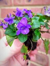 Sweet violet bare for sale  DAVENTRY