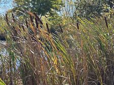 Small cattail plants for sale  Louisville