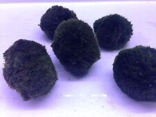 Live aquarium moss for sale  UK