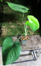 Syngonium chiapense plant for sale  Hollywood