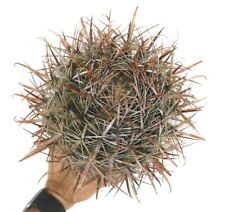 Ferocactus gracilis EXTRA OLD 195 No Crested Varied for sale  Shipping to South Africa