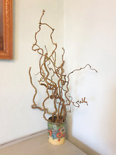 Twisted corkscrew hazel for sale  AMMANFORD