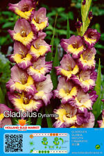 Gladiolus gladiole dynamite gebraucht kaufen  Erfurt