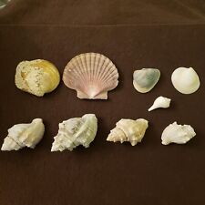Lot seashell collection for sale  Andover