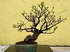 Joe bonsai neu gebraucht kaufen  Spiesen-Elversberg