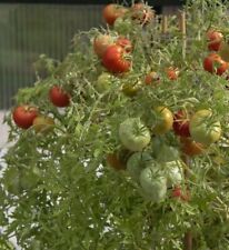 Tomatensamen sorte silver gebraucht kaufen  Beilngries