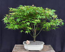 Green japanese maple for sale  Patchogue