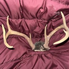 Wild large buck for sale  Pinehurst