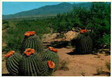 Barrel Cactus, Ferocactus wislizeni, Tucson, Arizona, 85726 Postcard, used for sale  Shipping to South Africa