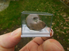 Ammonit madagaskar poliert gebraucht kaufen  Limbach-Oberfrohna