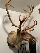 Alaskan caribou shoulder for sale  Mansfield