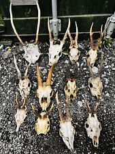 Animals skulls antlers. for sale  CARDIFF