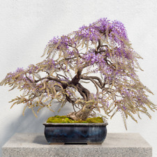 bonsai tree wisteria plant for sale  MINEHEAD