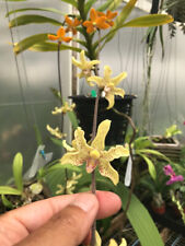orchid species for sale  USA