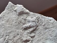 Empreintes fossiles batrachopu d'occasion  Sessenheim