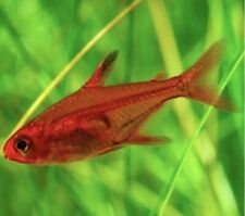 Ember tetra pack for sale  Tampa