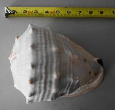 Whelk conch seashell for sale  Spring Hill