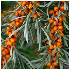 Sea buckthorn plants for sale  Shipping to Ireland