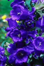 blue bells flowers for sale  Douglasville