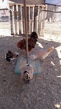 rooster frizzle for sale  Bates City