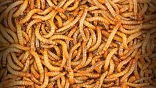 1000 live mealworms for sale  Visalia
