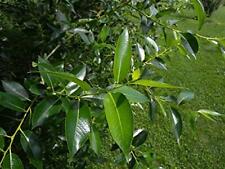 Bay leaf bonsai for sale  Russell