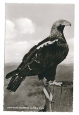 Postcard Imperial Eagle Sascha, Eagle Wait Berlebeck, 1952 known from movies for sale  Shipping to South Africa