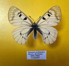 PARNASSIUS MN.LIBANOTICA(=SYRA) ******** male Nr. 2 ******** Israel for sale  Shipping to South Africa
