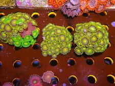 Zoa coral bundle for sale  CLACTON-ON-SEA